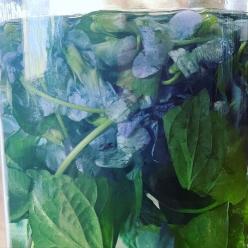 General Herb/Tincture