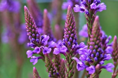 Herbal Consultation