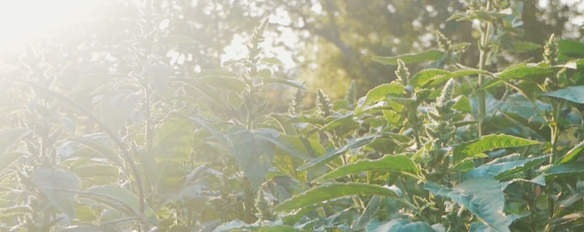 The Sacred Gardener